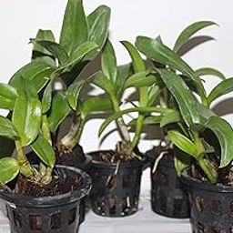 Pot With Dendrobium Live Orchid Plant, Assorted Subject To Availability, 5 Pieces-image-78
