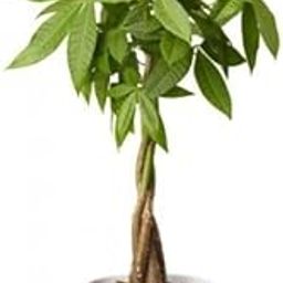 Live Plants Pachira Aquatica Braided Indoor Bonsai Money Plant For Feng Shui Good Fortune Vastu Plant With Glossy Pot-image-90