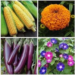 Seeds Combo of Desi Corn, Morning Glory Flowers, Brinjal Purple Long & Marigold Orange Flowers Seeds (GMO-Free)-image-83