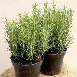 Gorgeous Glory Garden Live Set Of 2 Green Rosemary Plant Rosmarinus Officinalis Gulmehandi Indoor Rujamari Medicinal Herb Live Plant Home and Garden with Plastic Pot (Pack Of 2 (Green))-10