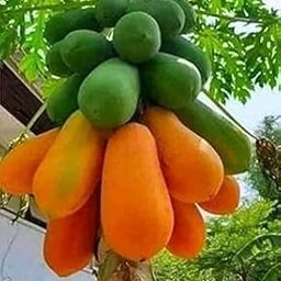 200 PCS Premium F1 Hybrid Taiwan Red Lady Papaya Seeds - Sweet and Tangy-image-6