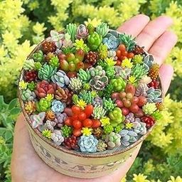 Kiddos Castle Lithops Mix Succulent Plant Seeds Multicolour-image-96