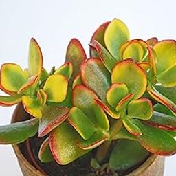 Succulent Plant Live Set Crassula Ovata Hummel Sunset Golden Jade-image-5