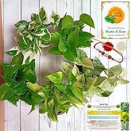 Rolling Nature Rakhi Combo of 5 Live Money Plants | Plant It Yourself (PIY) | Variegated, Njoy, Golden Pothos, Marble and King Golden | Good Luck & Air Purifier-image-48