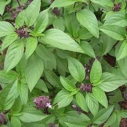 BASIL PLANT WITH POT SHREE NURSERY-image-0