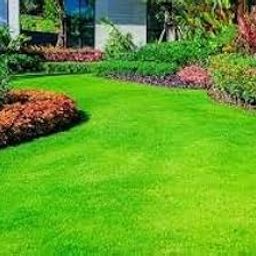 ATIRDA Bermuda Lawn Grass Seeds/Natural Green Lawn Turf, High-Density Synthetic Grass for Outdoor Landscaping for Home and Gardening (PACK OF 2500 SEEDS)-image-76
