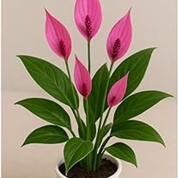 Gravendo Pink Peace Lily Live Indoor Plant (Spathiphyllum) with Grow Bag & Decorative Pot | Air-Purifying Flowering Plant for Home, Office & Living Room | Low-Maintenance Houseplant for Gifts & Decor-image-99