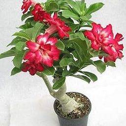Creative Farmer Flower Live Plant Bonsai Rare Plants Beautiful Adenium Dessert Rose Exotic Balconies Garden (1 Live Bonsai Plant)-image-94