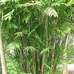 Live Bamboo Palm Indoor Air Purifier Chamaedorea Elegans Live Plant With Black Plastic Pot-image-0