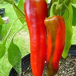 Planthub Giant Chilli Aconcagua, Capsicum Annuum, Sweet Pepper Vegetable Seeds - Pack of 40 Seeds.-image-78