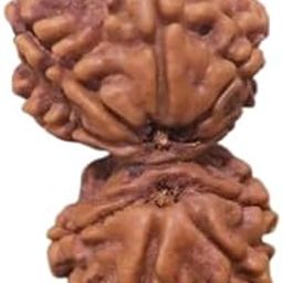 Cuonna Gems Gallery Igl Tested Nepali Holy Beads Flower Capping Shiv Gauri Rudraksha Original Certified गौरीशंकर रुद्राक्ष Asli Shiv Shakti Gaurishankar Rudraksha for Beautiful Gift for Everyone-3