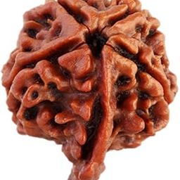 Ganeshji Rudraksha Siddha, from Nepal & Laboratory Certified-picture-16