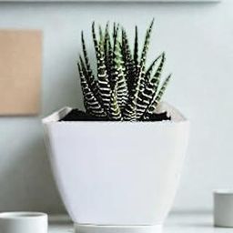Ishani Green-Live Zebra Cactus (Haworthiopsis) | Symbol of Strength & Resilienc | Air Purifier | Desk & Table Top Home & Office Decorative Plants | Low Maintenance | Height 6-12 cm With Pot-image-74