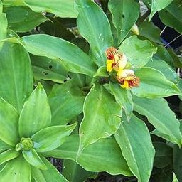 Insulin Live Plant (Costus Igneus) for Diabetes – Ayurvedic Medicinal Plant | Natural Blood Sugar Control | Outdoor & Balcony Gardening | Chamaecostus Cuspidatus | Herbal Diabetes Remedy-image-33