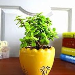 Table planter for Office desk - Good Luck Jade Plant,perfect for Green Ambiance and Positive Vibes! plants (Pack of 1 Live plant)-image-51