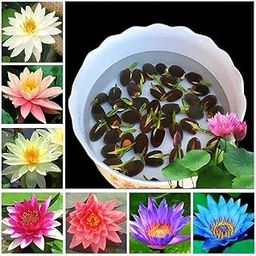 100% Germination Lotus Mix Flower Seeds All Mix Color Growing Lotus Kamal Gatta Seed,Home Gardening, Live Water plant for Pond, Rosary of Kamalgatta, Makhana Seed, Water Lily (Pack of 100)-image-1