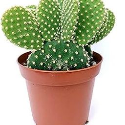 Creative Farmer Plant For Office Table Bunny Ear Cactus In 4.5" Nursery Pot Plants Home Decoration (Healthy Live Plant)-image-68