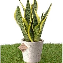 Abana Homes Air Purifier Plant Indoor - Home/Office Decor-picture-11