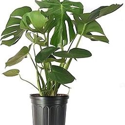 Garden Art Split Leaf Live Plant with Plastic Pot for Indoor | Monstera-image-67