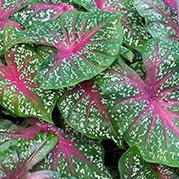 Caladium Flower Bulbs Combo Pack for Home Garden 2 Bulbs By Zabbus-image-87