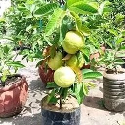All Season Very Sweet Green Thai 7 Guava baramasi Live plant, Amrud Healthy Plants Fruit Tree For Outdoor Garden Plant (pack of 1)-image-91