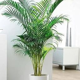 Areca Palm Air Purifier Natural Live Plant With Black Plastic Pot 4 Inch Size-image-90