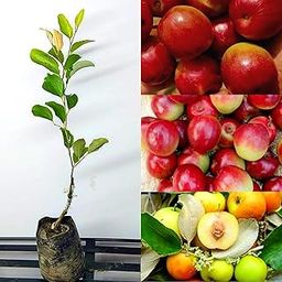 Ball sundari apple ber plant grafted (Pack of 1 Healthy live plant)-image-49