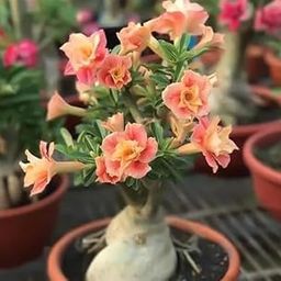 Grafted Adenium Multi Petel Bonsai Desert Rose Hybrid Flower Indoor Plant 12 Inch MultiColour Mixed Variety Mature for Flowering with Free Plastic Pot Pack of 1-image-26