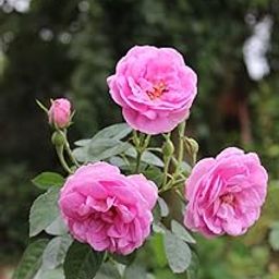 NEW DEBNATH NURSERY, Live Desi Pink Rose Flower Plant Outdoor Flowering Plant B8-image-44