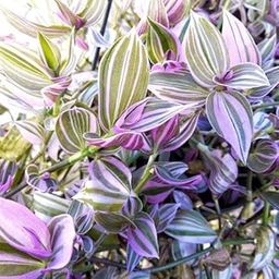 Tradescantia zebrina plant Dual Tone Leaf Nerve Plant Style Live Creeper for Home Planters (Pack of 1)-image-96