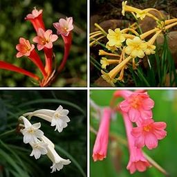 Ifafa Lily Flower Bulb Pack Of 5pcs-image-97