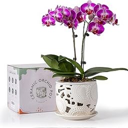 HERDUK Ceramic Orchid Pot, 6.5 Inch Orchid Pots with Holes & Saucer, Indoor/Outdoor Orchid Planter for Repotting, Flower Plant Pot for Orchid Care & Root Health with Precise Aeration & Drainage-image-35