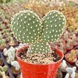 Mickey Mouse Paddle Cactus Seeds - 35+ Seeds Trial Pack- Grow Indoor/Outdoor/All India/All Seasons - Opuntia Vulgaris-31