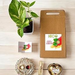IndianEco Eco- 6in 1 Rakhi Plant Kit, Rakshabandhan Gift | Natural Plant-image-34