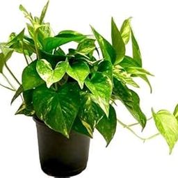 Grun Live Alphonso/Hapus Mango/Aam Grafted Healthy Plant (Height: 2.5 to 3.8 Feet)-image-18