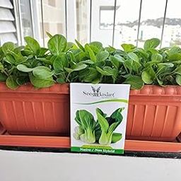 Seed Basket Pak Choi/Bok Choy Seeds for Home Kitchen Gardening and farming| 400 Seeds | Best in Germination | Free Growing Instruction Manua-image-47