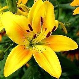 Bulbs Oriental Lily Flower Bulbs Fragrant Yellow Colour For Home Gardening Pack of 2 Bulbs-image-45