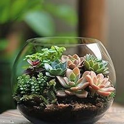 GALLIVANT Glass Fish Bowl/Aqurium/Terrarium Bowl 10 inch| Glass Round Bowl Plant Holder | Ideal for Living Rooms, Offices, Balconies, Bedrooms, Center Tables, Plants, Pebbles & Decorative Displays-image-100