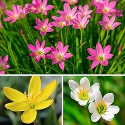 Live Green Zephyranthes - Rain Lily All Season Flower Plant with Pot-image-44
