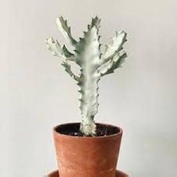 Grin Heaven Nursery, Euphorbia Lactea (White Ghost) Live Cactus Plant-image-31