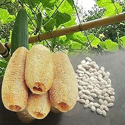 Buy Natural Loofah Sponge Body Scrubber Seeds. Peerkangai Body scrubber Seeds-picture-36