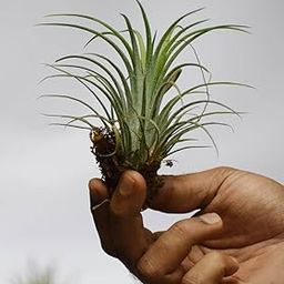 NEW DEBNATH NURSERY, Table Plant Air Tillandsia Indoor Hanging Pots (Balcony Healthy Live Plant) E9-image-79