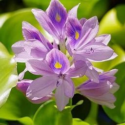 ARIYA Floating Pond Plant Pond Flower Koi Pond Plants Water Plants Live Plant-image-77