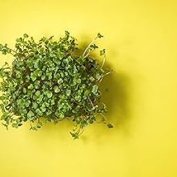 Microgreens Grow Kit: Reusable Grow Tray || Easy to Use Kit for Beginner Gardeners || Gardening Set to Grow at Home (China Rose Radish)-72