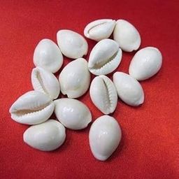 Natural White Cowrie Sea Shells for Puja and Religious Ceremonies, Pack of 11 | Sacred kaudi | 100% Authentic kori for Pooja-image-40