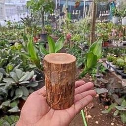 Natura GreenHouse Original Size 12-14 Inchi Lucky Wood Bamboo Plant Good Luck Live Plant Lucky Brazil Wood Potted Plantk (Set Of 1) | Healthy Indoor Live Lucky Brazilian Wood Plant for Living Room-image-46