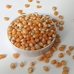Organic Popping Popcorn Kernels | Ready to Cook | Instant Popcorn | Popcorn Seeds | Maize (250G)-image-63