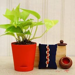 FlowerAura One Designer Rudraksha Rakhi With Golden Money Live Indoor Plant Gift's For Brother's RakshaBandhan (Roli)-image-27