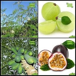 Creative Farmer Gardening Seeds Combo Tree Seeds : Drumstick, Gooseberry, Papaya, Passion Fruit - Violet Fruit For Gardening-picture-12