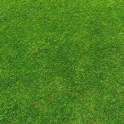 Barbuda imported lawn grass seeds for Home and Gardening (PACK OF 5 GRAM)-image-53